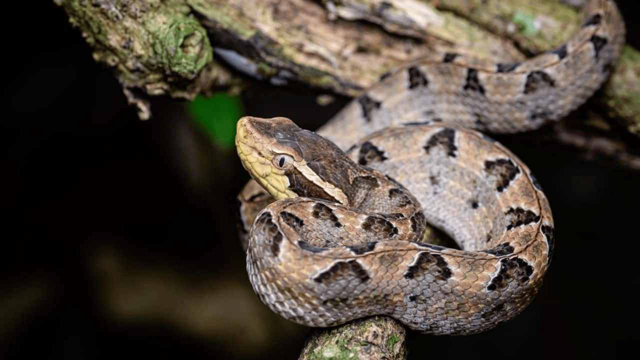 泰国女子在ATM机取钱,取款口突然窜出一条蛇