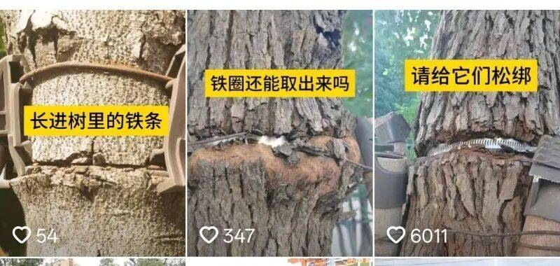 金属卡箍嵌进树里，苏州一网民发视频喊话相关部门给树木“松绑” ！当地回应：已全部拆除