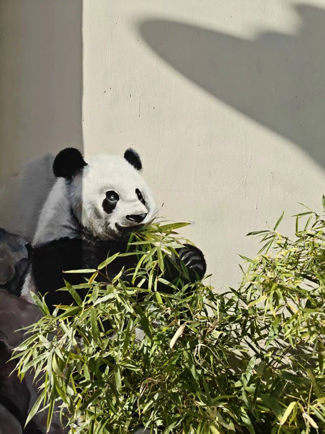 “颜值”出圈 天津和平区独山路这面彩绘墙“亮”了