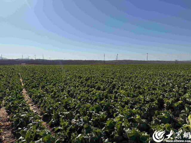 山东青岛：全国首批“板蓝根白菜”喜获丰收，正式上市！首批10万棵已被上海采购商“包圆”