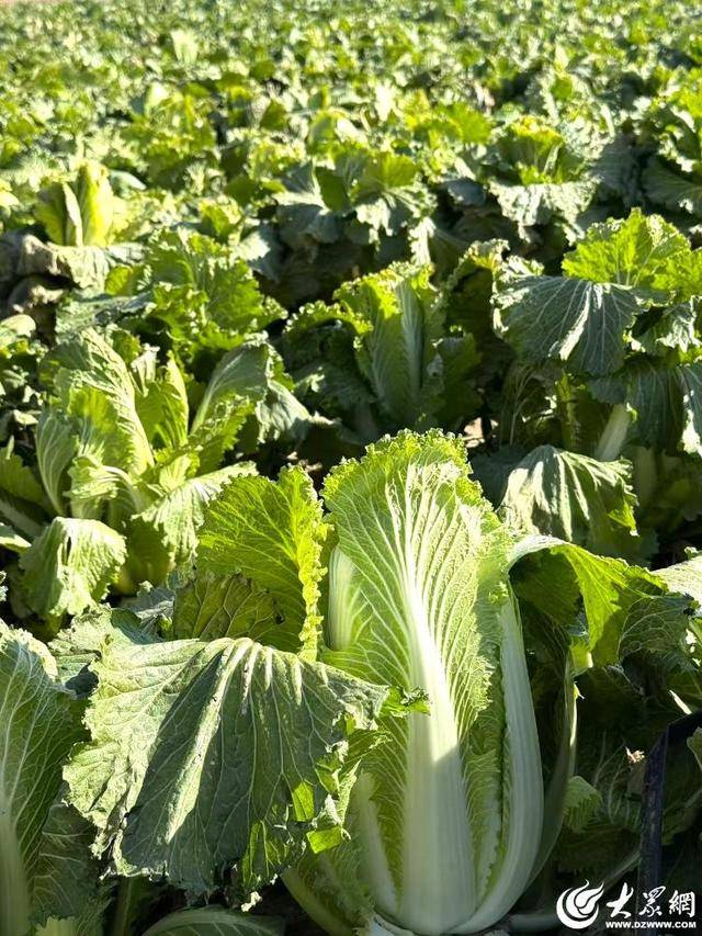 山东青岛：全国首批“板蓝根白菜”喜获丰收，正式上市！首批10万棵已被上海采购商“包圆”