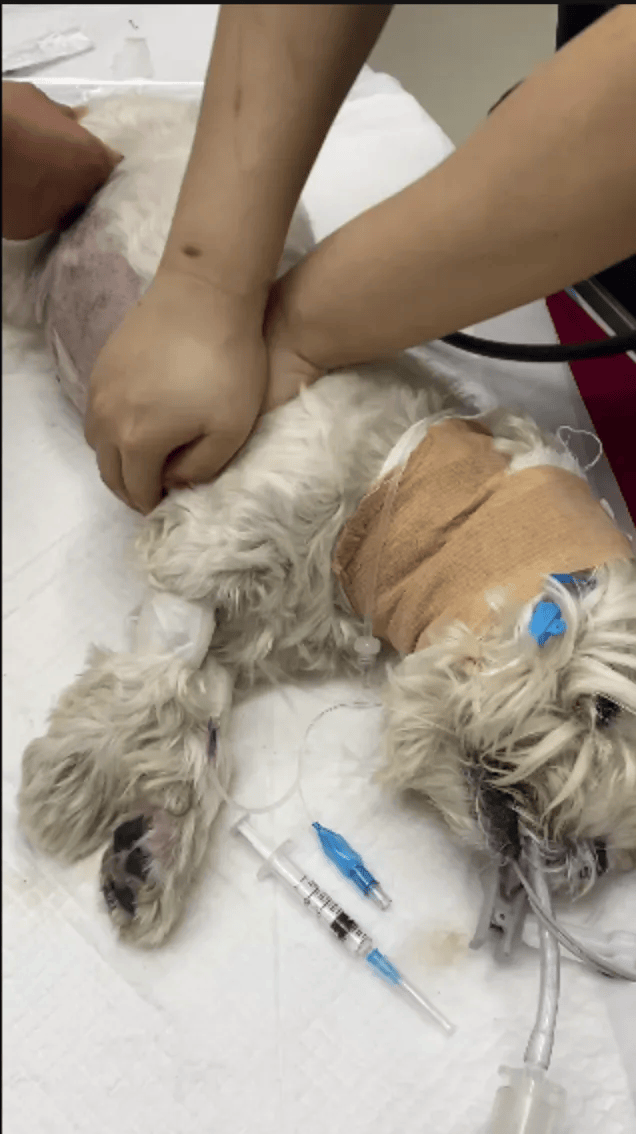 在小区投毒致9条狗死亡，男子获刑4年！