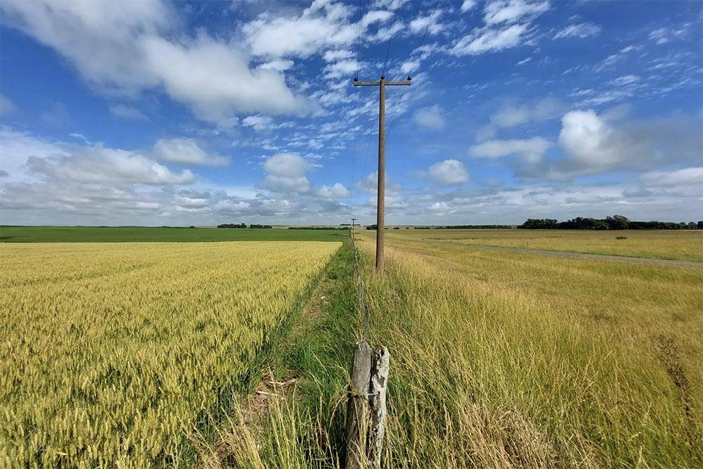 自上世纪90年代以来，中国首次购买阿根廷小麦